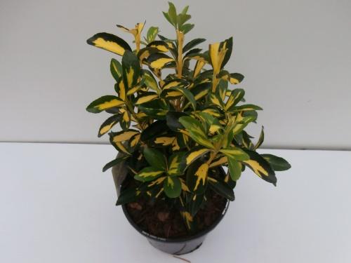 Euonymus giapponese