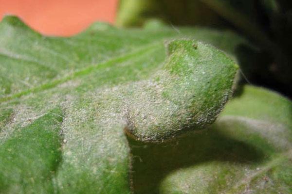 Streptocarpus-Krankheiten Mehltau