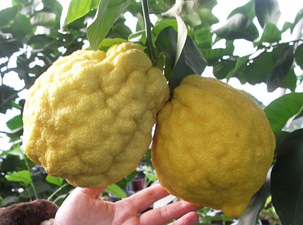 pěstujeme citron doma
