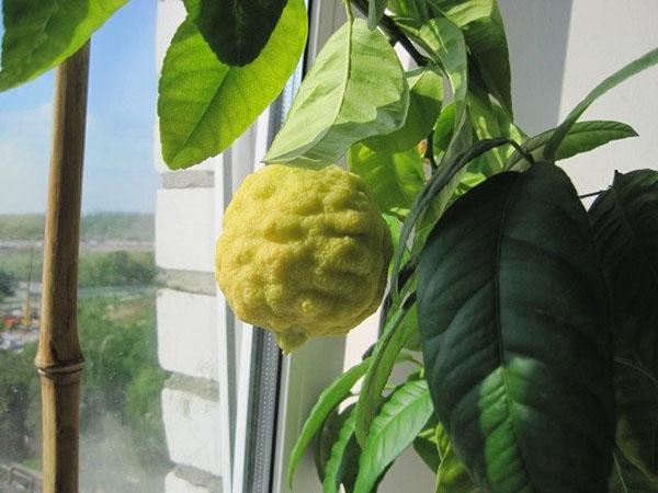 limão em casa no parapeito da janela