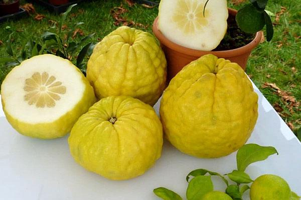 Zitronenfrucht weggeschnitten