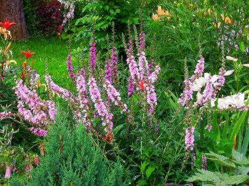 loosestrife in a flowerbed