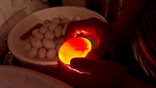 ovos translúcidos