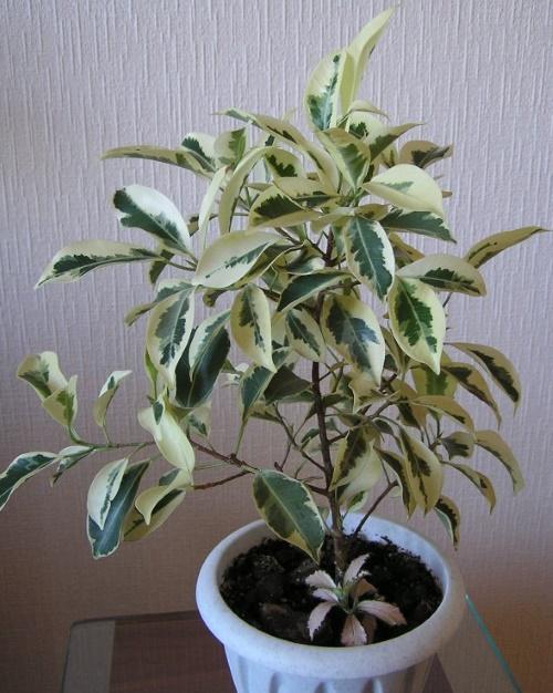 Kultivierung von Ficus Albumarginat