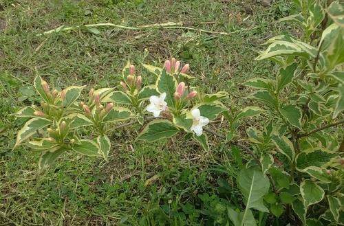 timing of trimming weigela