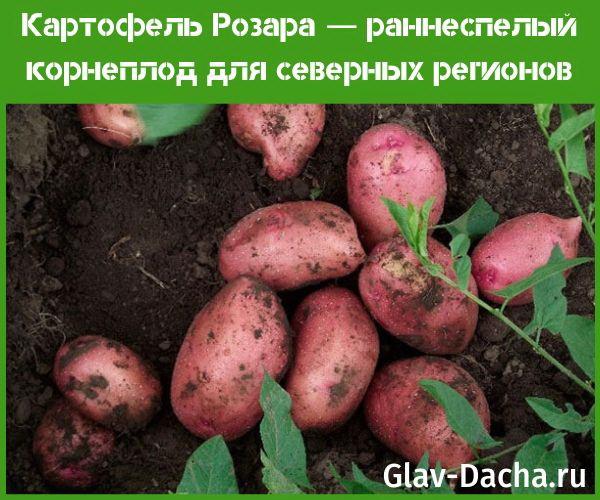 Rosars Kartoffeln