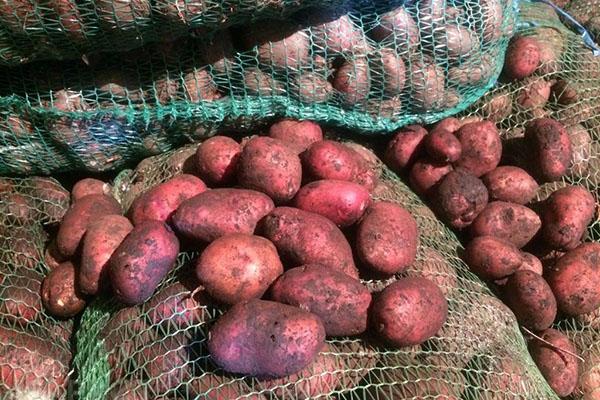 vroege rijpe aardappelen Rosar