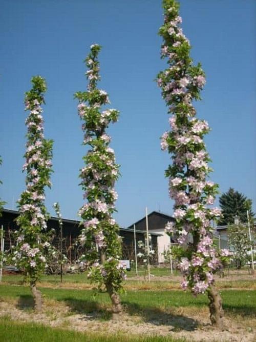 meruňkový květ