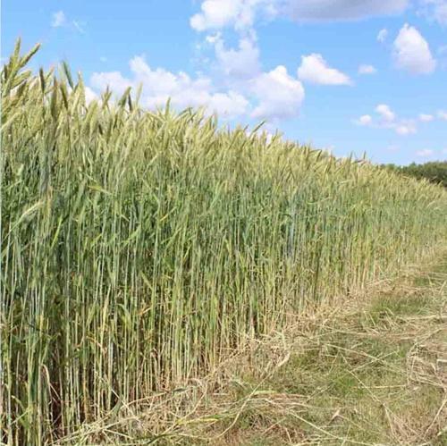 biological features of winter crops triticale