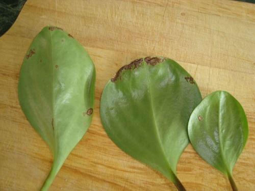 feuilles de peperomia