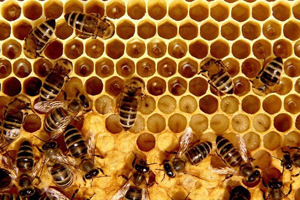 composizione di cera d'api