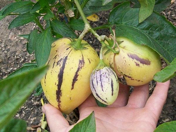 Pepino- oder Melonenbirnenpflanze
