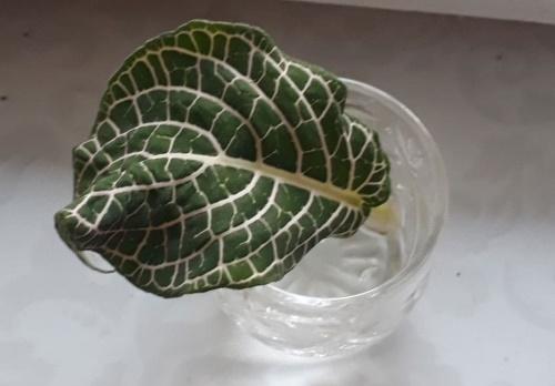 leaf propagation