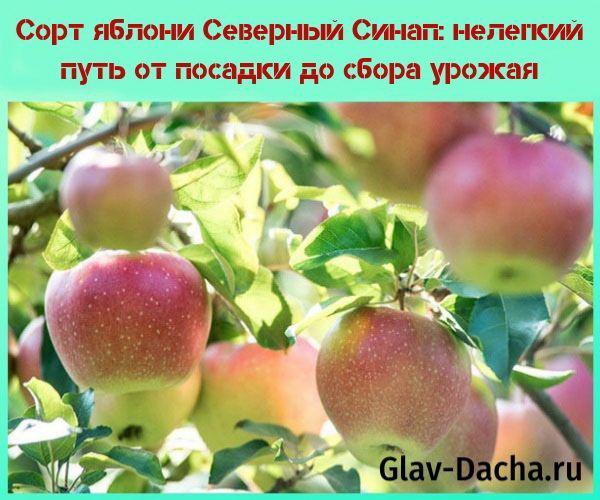 cultivar di mele North Sinap