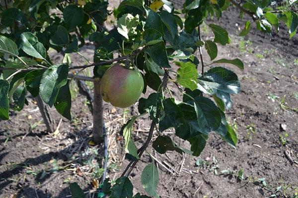 de första frukterna av North Sinap äppelträd