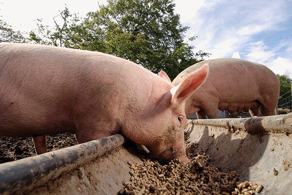 use of Tetramisole for pigs