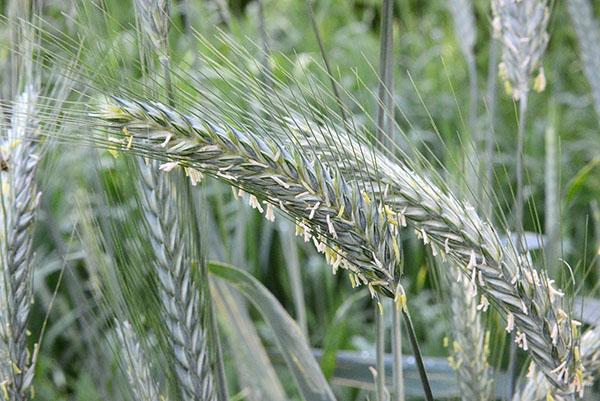 ears of triticale hybrid of rye and wheat