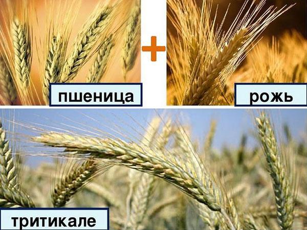 hybrid triticale žita a pšenice