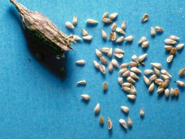 sementes de loosestrife