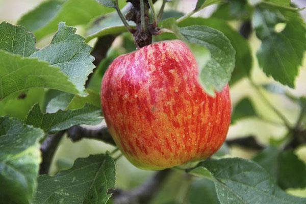 cây táo lê Moscow trồng và chăm sóc