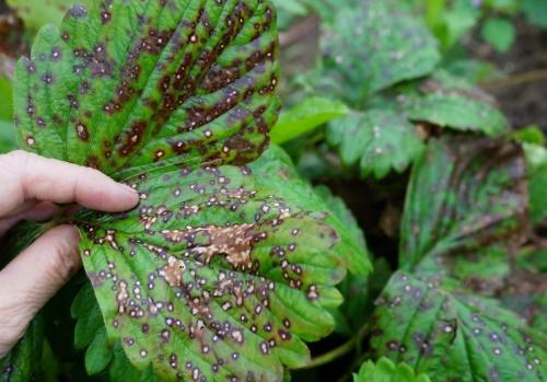 anthracnose on strawberry leaves