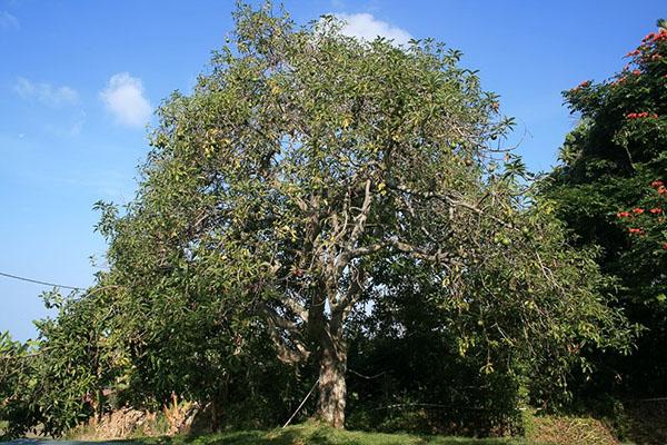 avokádový strom ve volné přírodě
