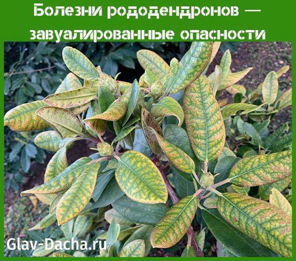 rhododendron diseases