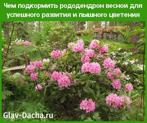 cum se hrănește rododendronul în primăvară
