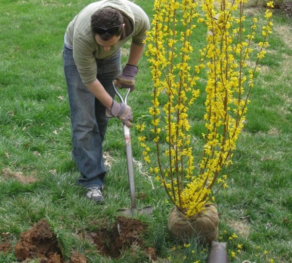trồng cây con forsythia