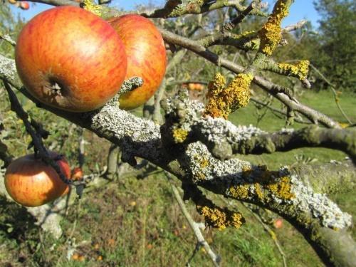 cum să scapi de licheni de pe pomi fructiferi