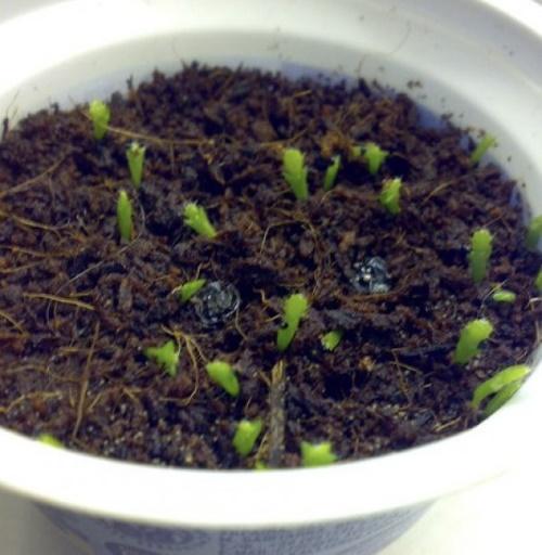 riproduzione di zygocactus per seme