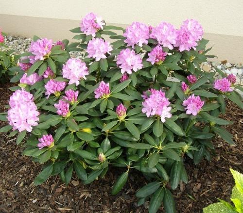 what soil does rhododendron like