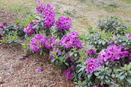 Rhododendron unter Mulch