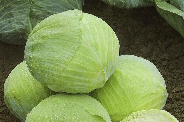 late-ripening cabbage