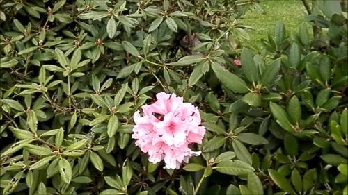 kilka kwiatów na rododendronach