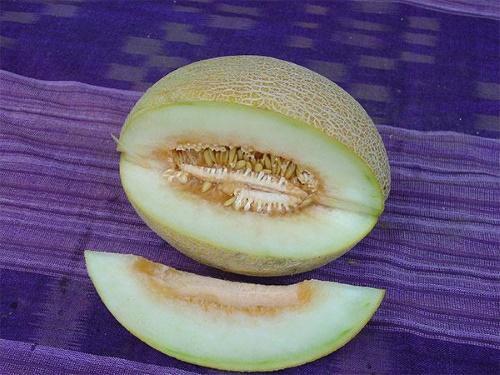 pourquoi le melon est-il amer