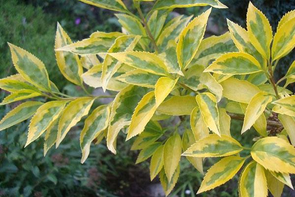 forsythia variegata