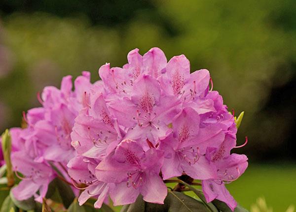 Rhododendron blüht