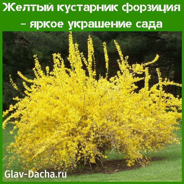 pokok renek forsythia kuning