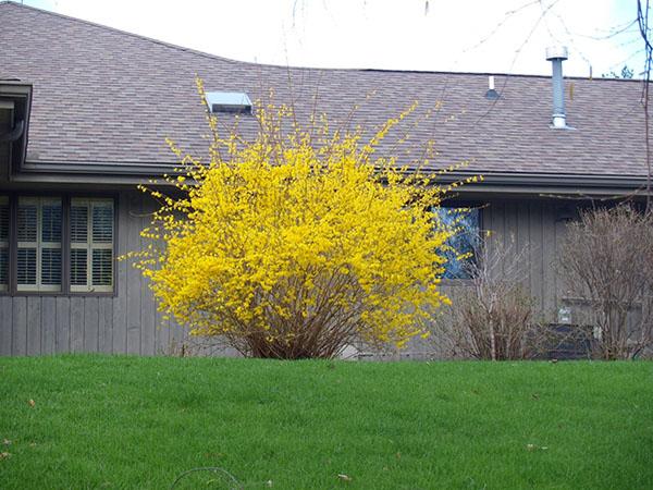 sárga forsythia cserje virágzik