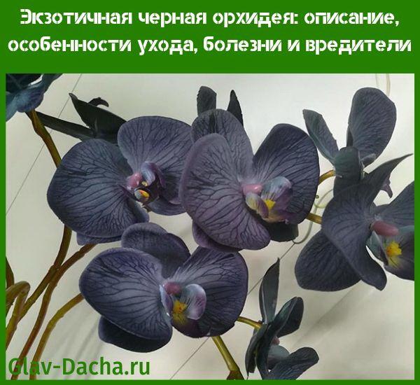 svart orkidé