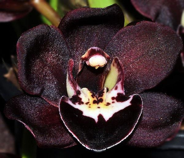 blízký známý s černou orchidejí