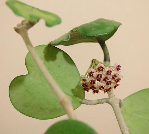 Hoya Blüte