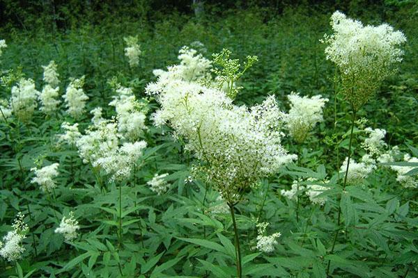 useful properties of the plant meadowsweet
