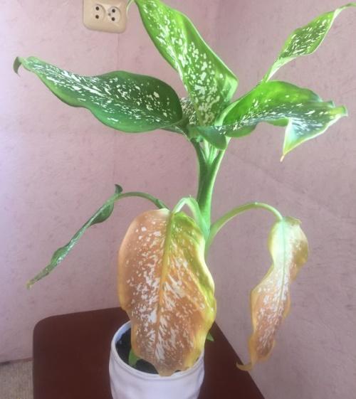 Dieffenbachia leaves turn yellow from an excess of light