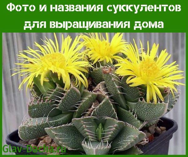 photos et noms de plantes succulentes