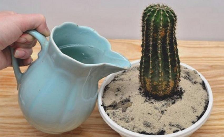 watering a cactus