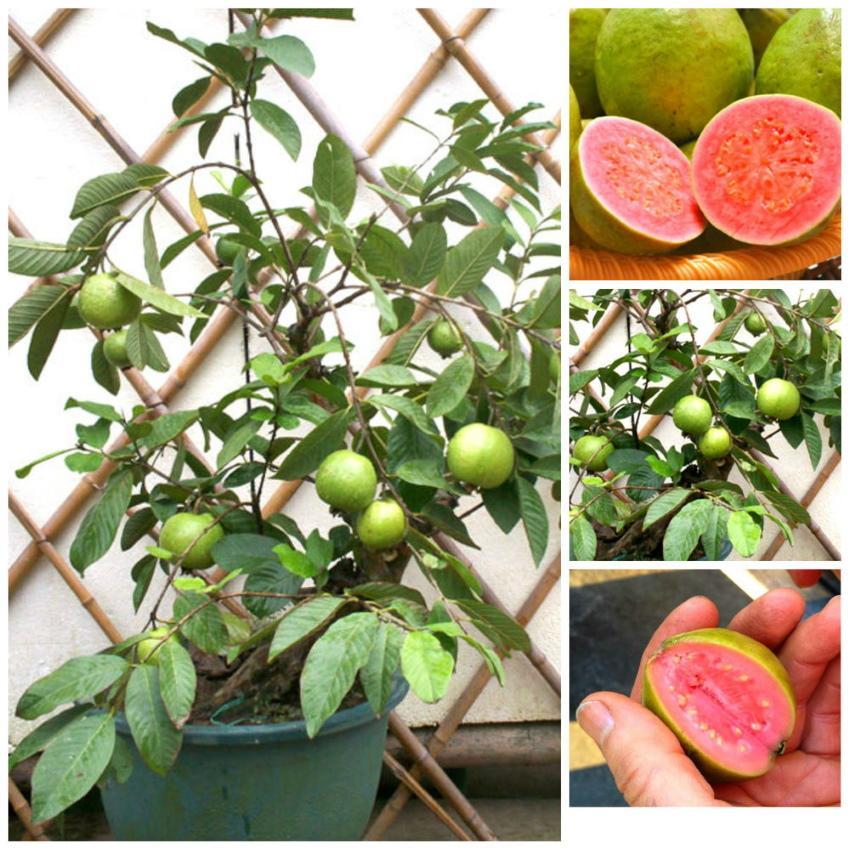 wie man zu Hause Guave anbaut