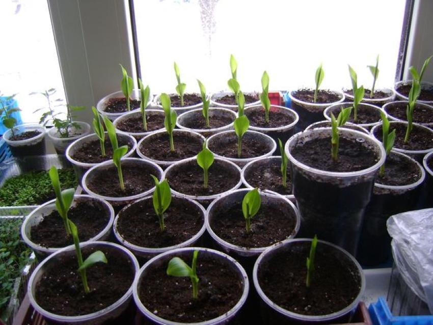 how to grow Indian canna from seeds