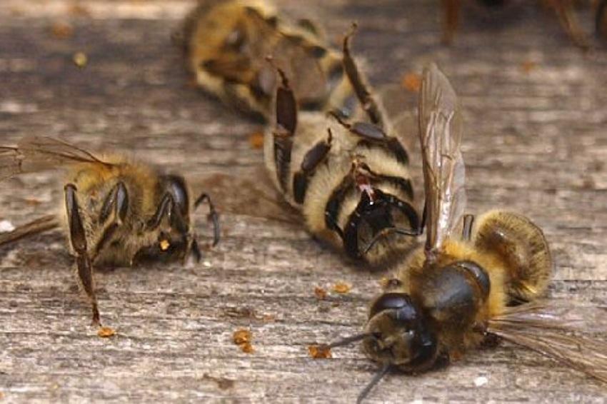 Mortalidade de abelhas